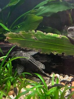 Predám Ancistrus sp. (Prísavník obyčajný)