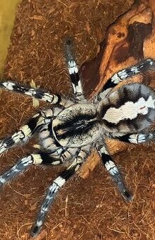Tarantula,vtackár