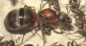 Kolónia mravca Formica rufibarbis