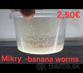 Živé krmivo   - Banana worms