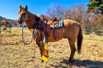 American quarter horse/ aqh