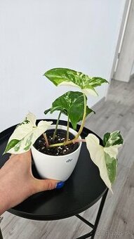 Syngonium albo veriegata