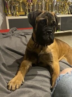 Bullmastiff Steniatko