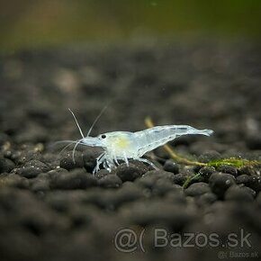krevetky biele 10ks - Neocaridina White Pearl