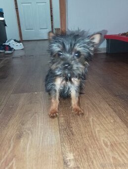 Yorkshire terrier