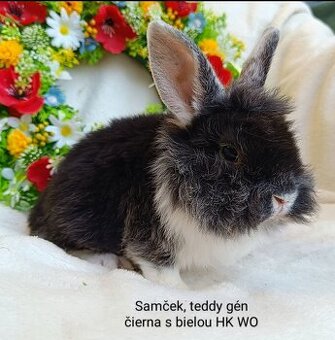 Zakrslý králik teddy gén s VP - samček