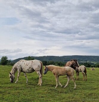Appaloosa klisna