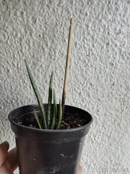 Aloe vera-Baby-Liečivy druh