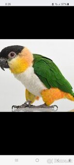 Kúpim amazonika ciernotemeneho