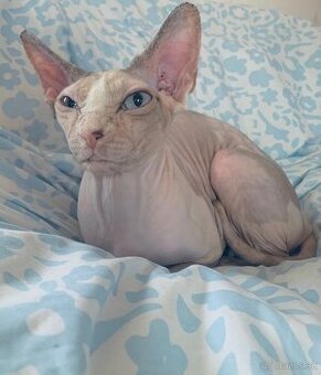 Don sphynx
