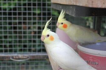 Korela lutino, korela šedá