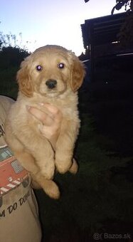 Zlatý retriever šteniatka