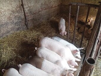 Predám odstavčata 25-30kg