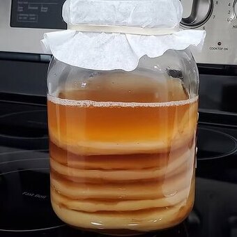 kombucha | čajová huba | scoby