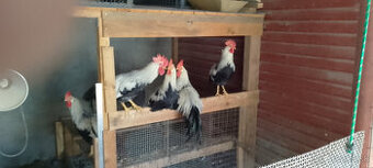 Kohúty amrox a vlaška striebrokrká