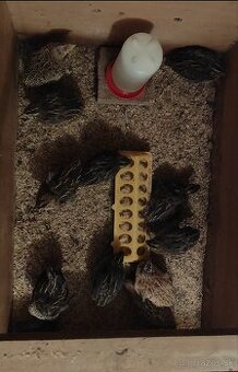 Kohúti prepelica japonská - 1