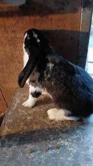 Predám Francúzske barany