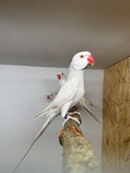 Alexander maly chovný párik