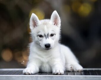 Sibírsky husky fenka s PP