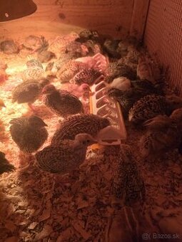 Japonské prepelice,prepeličky