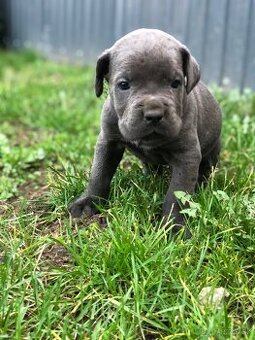 Cane Corso šteniatko