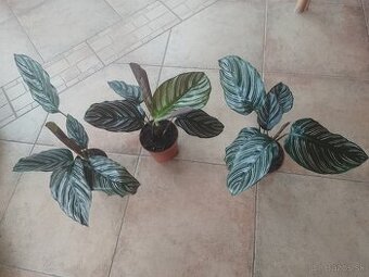 Calathea Ornata 1ks/10€+pošta