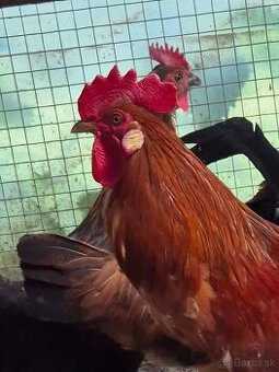 Predam Ayam Ketawa (smejúci sa kohút