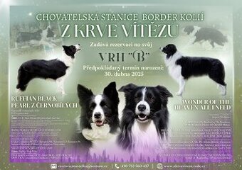 Border kolia