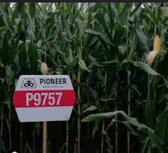 osivo kukurica slnecnica pioneer sygenta dekalb lg