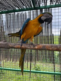 Ara ararauna