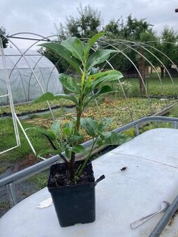 Vavrinovec Novita 20cm/0,8€