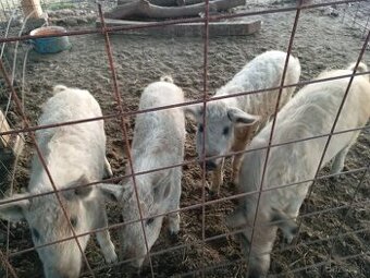 Mangalica - 1