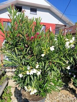 Predám oleander