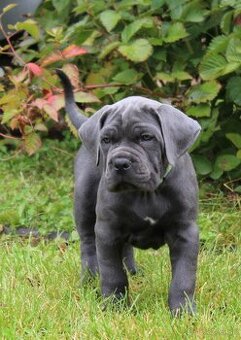 CANE CORSO s PP-sivý psík - 1