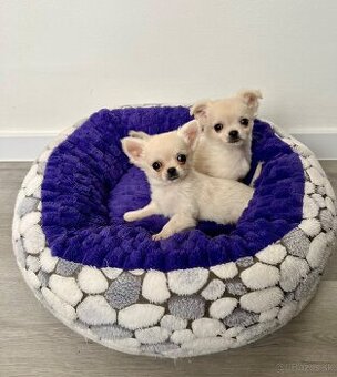 Šteniatka čivava chlapci