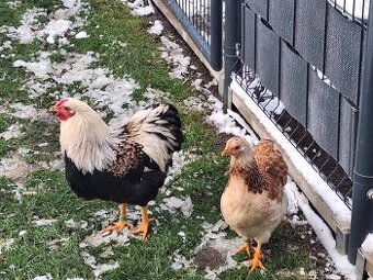 Zdr. Wyandotka lososová - 1