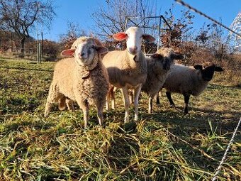 Lacno predám mladé jahňatá na zárez alebo do chovu