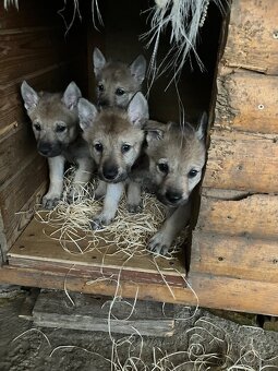 Československy vlčiak