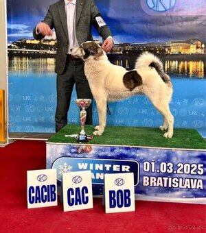 Predám šteniatka Západosibírska lajka