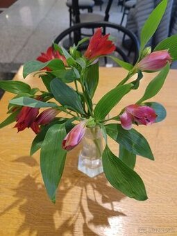 Looking for a lawyer who speaks English