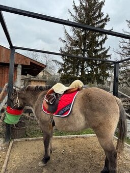 Pony valach
