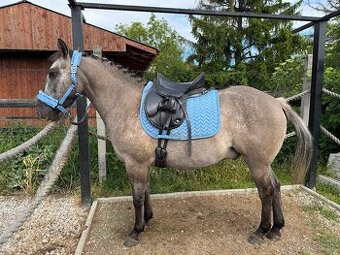 Pony valach