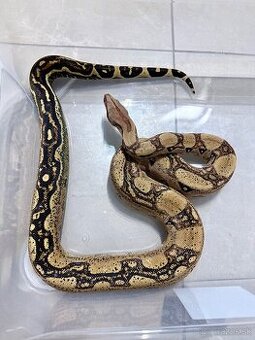 Boa constrictor / velhad kralovsky