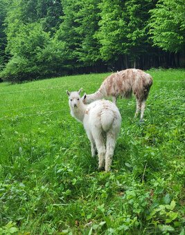 Misti, Lama alpaka X Lama krotka