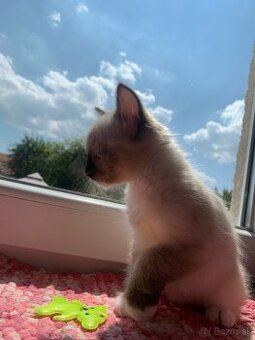 Ragdoll mačka