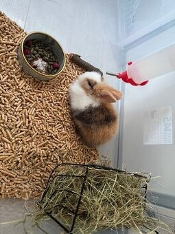 Darujem zakrslého králika