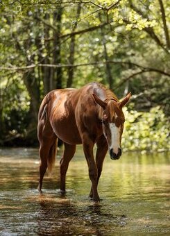 American Quarter Horse