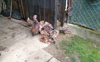Predám vlaška porcelanova