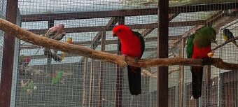 Papagáj kráľovský