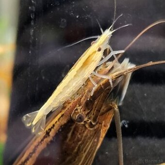 Krevetky Atyopsis Moluccensis (Bamboo Shrimp, Molucká)